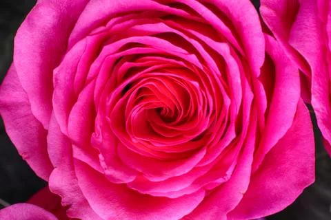 Close-up of  pink rose. Stock Photos