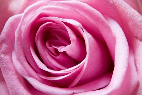 Close up of pink rose Stock Photos