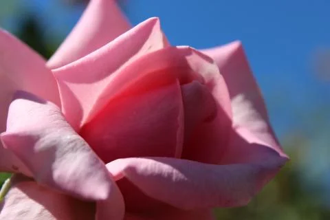 Close up of pink rose Stock Photos