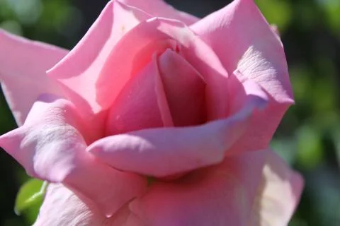 Close up of pink rose Stock Photos
