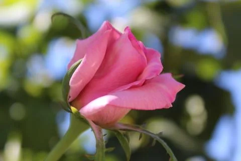 Close up of pink rose Stock Photos