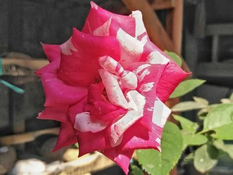 Close up pink rose Stock Photos