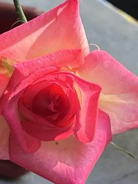 Close Up Pink Rose Stock Photos