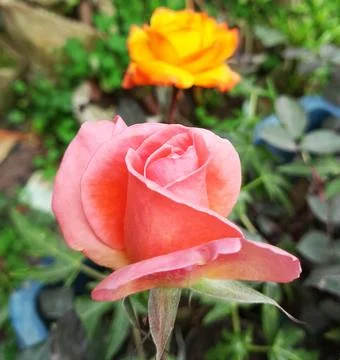 A close up of a pink rose. Stock Photos