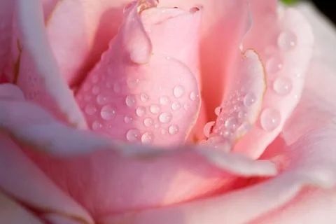 Close up of pink rose Stock Photos