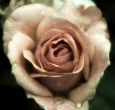 Close-up of a pink rose Foto stock
