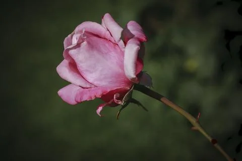 Close up of a pink rose. Stock Photos
