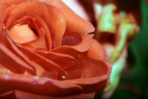 Close-up of pink rose Stock Photos