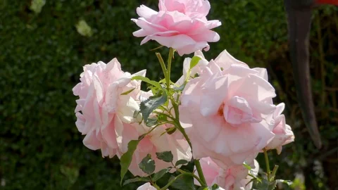Close Up Pink Roses In The Breeze Stock Footage 79659884