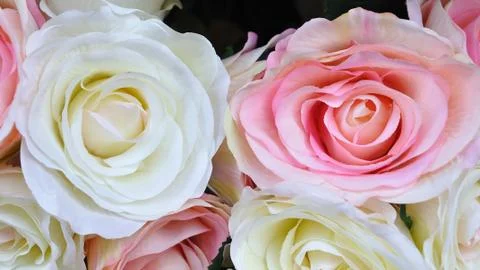 Close-up pink roses flower, pattern. Stock Photos