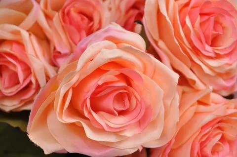 Close-up pink roses flower, pattern. Stock Photos