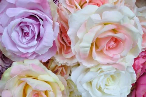 Close-up pink roses flower, pattern. Stock Photos