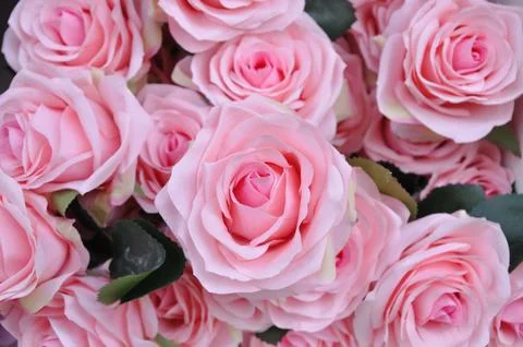 Close-up pink roses flower, pattern. Foto stock