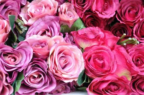 Close-up pink roses flower, pattern. Stock Photos