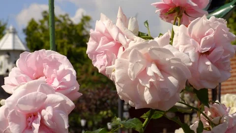 Close Up Pink Roses 库存影片 79660019