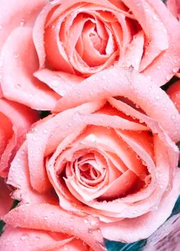 Close up on pink roses Stock Photos