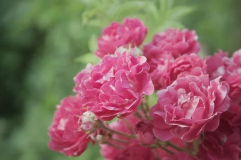 Close up of pink roses Stock Photos