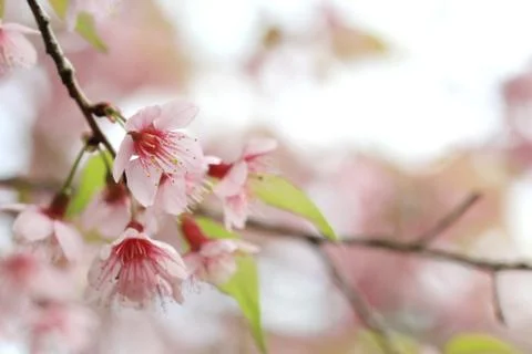 Close up pink sakura background Stock Photos