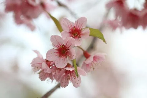 Close up pink sakura background Stock Photos