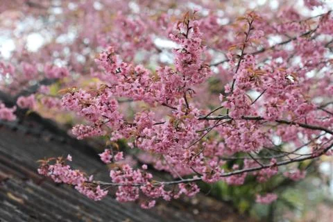 Close up pink sakura background Stock Photos
