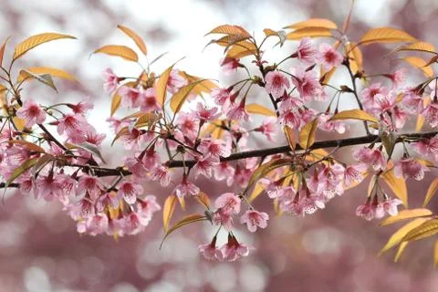 Close up pink sakura background Foto stock