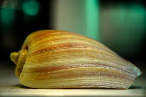 Close up of pink seashell Stock Photos