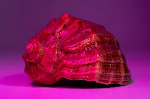 Close Up of Pink Seashell on Purple Gradient Background with Soft Lighting Stock-Fotos