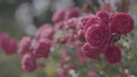 Close Up Pink Shrub Roses In Bloom Outdoor Garden Flossenburg Soft Sunlight Stock Footage 330174223
