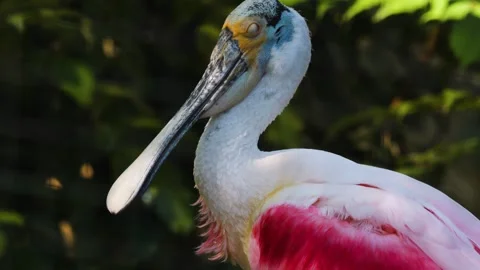 Close up of a pink spoonbill  Stock Footage 244599794