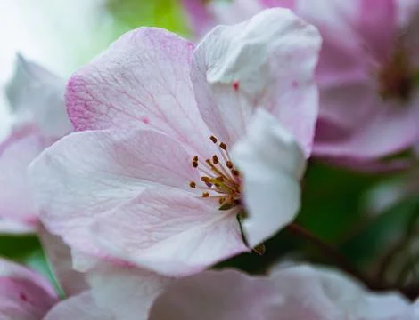 Close-Up of Pink Spring Blossoms on Branch Stock Photos