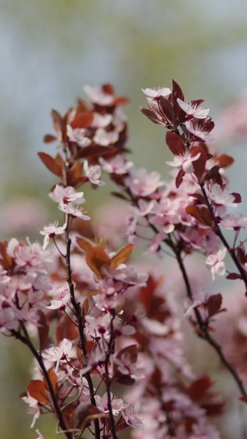 Close-Up of Pink Spring Blossoms with Soft Focus Background Stock Footage 336317396