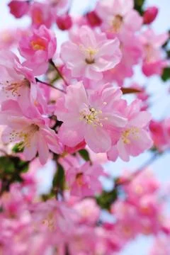 Close-up of pink spring blossoms on tree branches Stock Photos