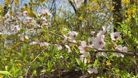 Close Up of Pink Spring Blossoms with Vibrant Yellow Forsythia Background Stock Footage 337473306