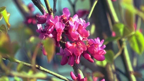 Close-up pink spring flowers Stock Footage 88451110
