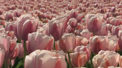 Close of pink tulip field Video stock 37662614