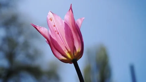 Close Up Pink Tulip Flower Blooming Against Clear Blue Spring Sky Video stock 339070845