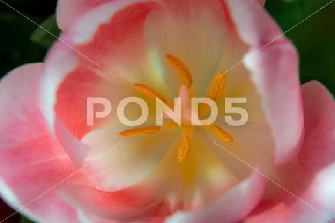 Close-up of a pink tulip head, showing the anther and stigma Stock Photos