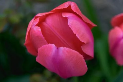 Close-up of pink tulip Stock Photos