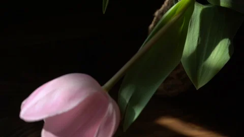 Close-up of pink tulip in a vase under the rays of the spring sun Stock Footage 104360889