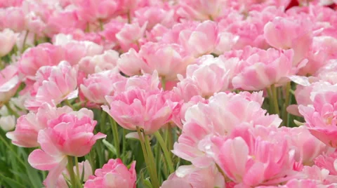 Close up of pink tulips Stock Footage 38502460