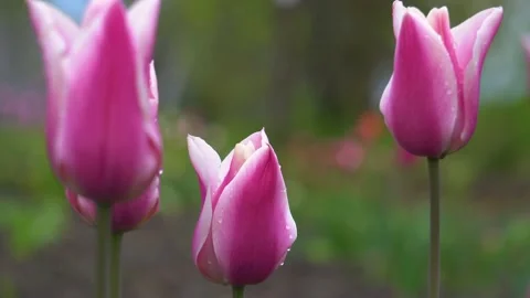 Close up of pink tulips growing in spring garden. Sanne variety. Stock Footage 154368613