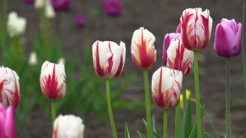 Close up of pink tulips growing in spring garden. World Expression variety. Stock Footage 154368654