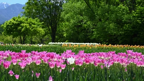 Close-up of Pink Tulips with Snow-Capped Northern Alps in Azumino, Japan Stock Footage 327426596