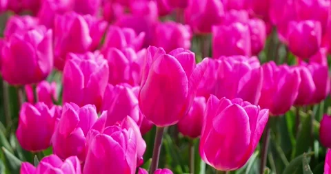 Close up of pink tulips swaying gently in the wind during spring bloom Stock-Footage 333976541