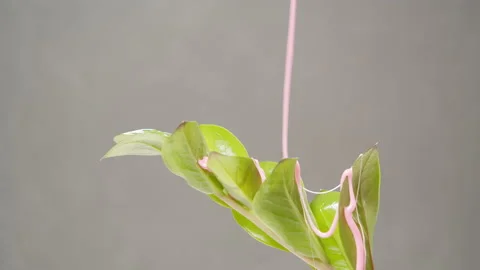 Close-up of pink wax flowing down a green plant on a gray background. The Stock Footage 150805658