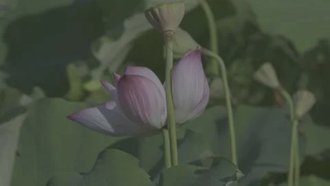 Close-Up Pink White Bud Lotus Flower and Bud Green Leaves Stock-Footage 343696012