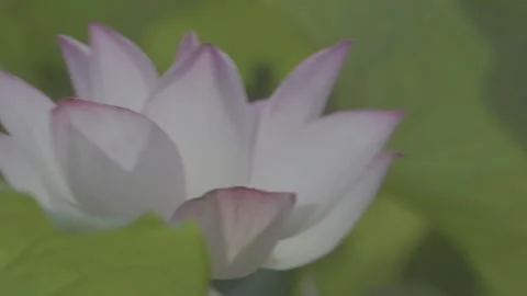 Close-Up Pink White Bud Lotus Flower and Bud Green Leaves Stock-Footage 343696728
