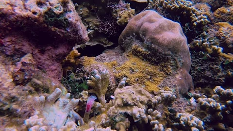 Close Up Of Pink White Feather Duster (Bispira Guinensis) opening in coral Stock Footage 229629021