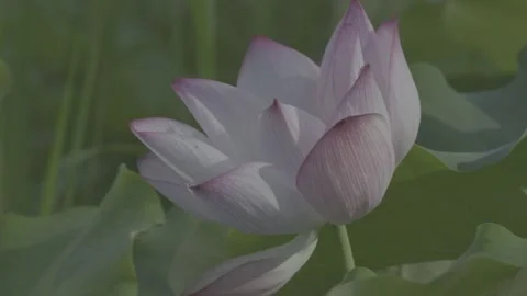 Close-Up Pink White Lotus Flower Green Leaves Stock-Footage 343696218