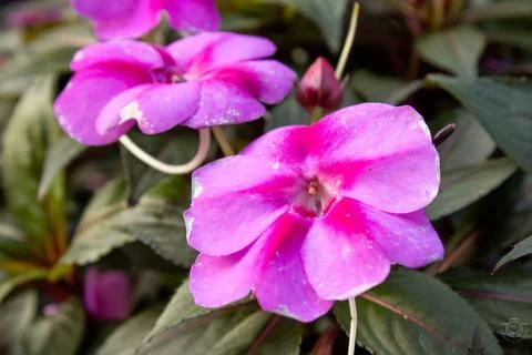 Close up of a pink whith gradient  flower surrounded by small flower buds Stock Photos